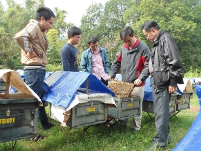 VinaCert chứng nhận VietGAP chăn nuôi ong an toàn cho Cơ sở ong mật Vinh Hoa