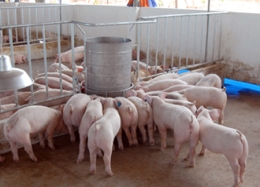 VinaCert hưởng ứng lời kêu gọi của Bộ trưởng Bộ Nông nghiệp và Phát triển nông thôn: Chung tay "giải cứu" ngành chăn nuôi lợn