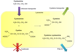 Chính thức đưa Cysteamine vào danh mục chất cấm sử dụng trong chăn nuôi