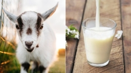 Quy trình thực hành chăn nuôi Dê sữa theo VietGAHP