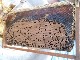 Quy trình thực hành chăn nuôi ong mật theo VietGAHP