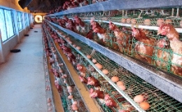 Quy trình thực hành chăn nuôi gà theo VietGAHP