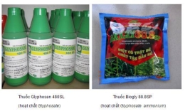 Loại bỏ thuốc bảo vệ thực vật chứa hoạt chất glyphosate khỏi Danh mục được phép sử dụng tại Việt Nam
