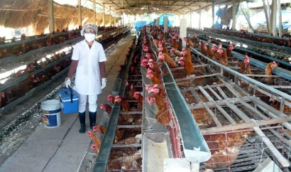 VietGAP: Phát huy hiệu quả với ngành chăn nuôi Việt Nam