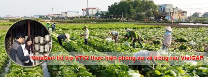 VinaCert phối hợp với VTV2 thực hiện phóng sự về rau VietGAP