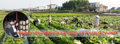 VinaCert phối hợp với VTV2 thực hiện phóng sự về rau VietGAP