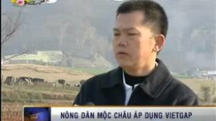 [Video] VTV1 - Công ty CP Giống bò sữa Mộc Châu được VinaCert cấp chứng chỉ VietGAP