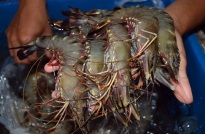 Tôm hữu cơ